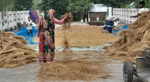 ধান শুকাতে দুই সেতু দখল, সিরাজগঞ্জে বন্ধ পথচারীর চলাচল